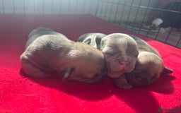 Mixed Breed dogs for sale: Frenchie/pocket bully pups for sale - Image 3