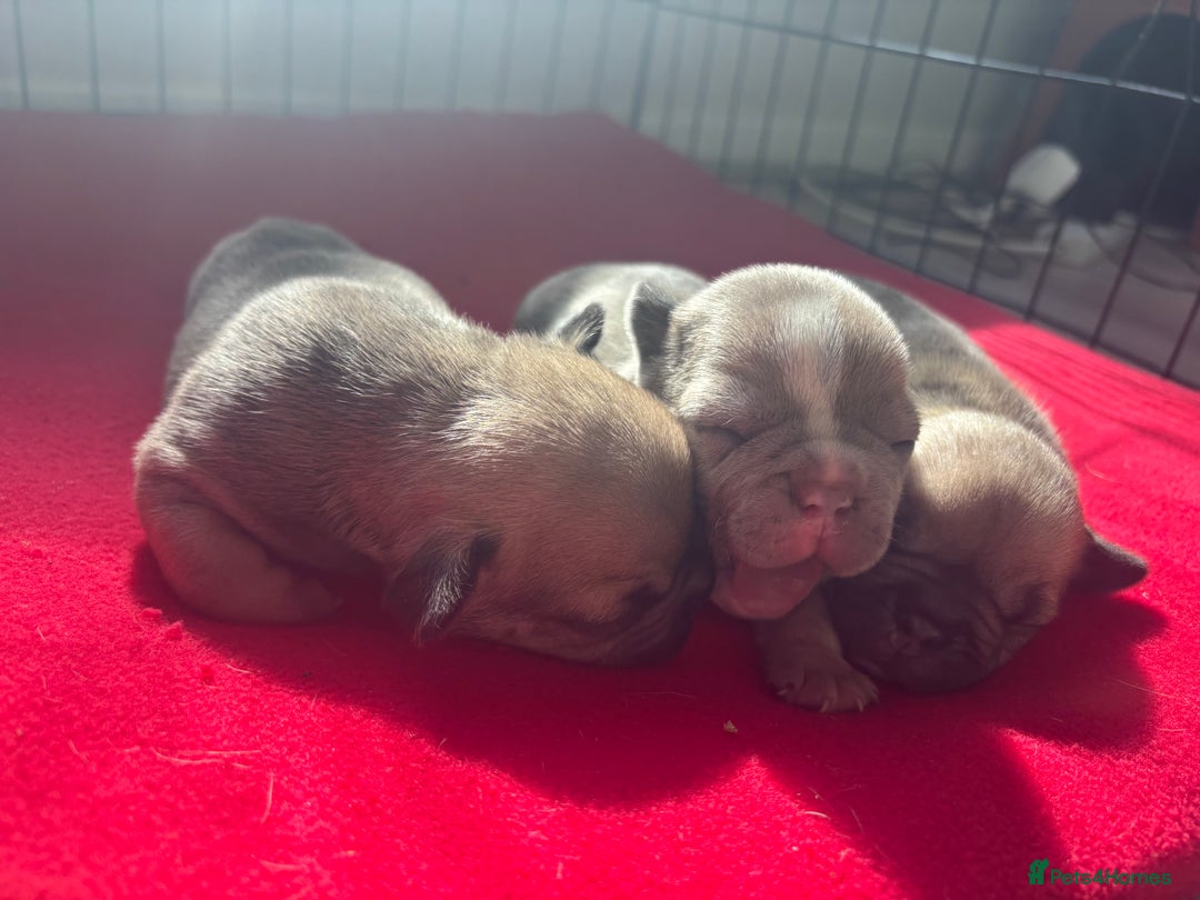 Mixed Breed dogs for sale: Frenchie/pocket bully pups for sale - Image 3