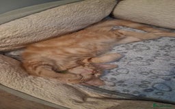 Maine Coon cats for sale: Maine Coon pedigre XL - Image 30