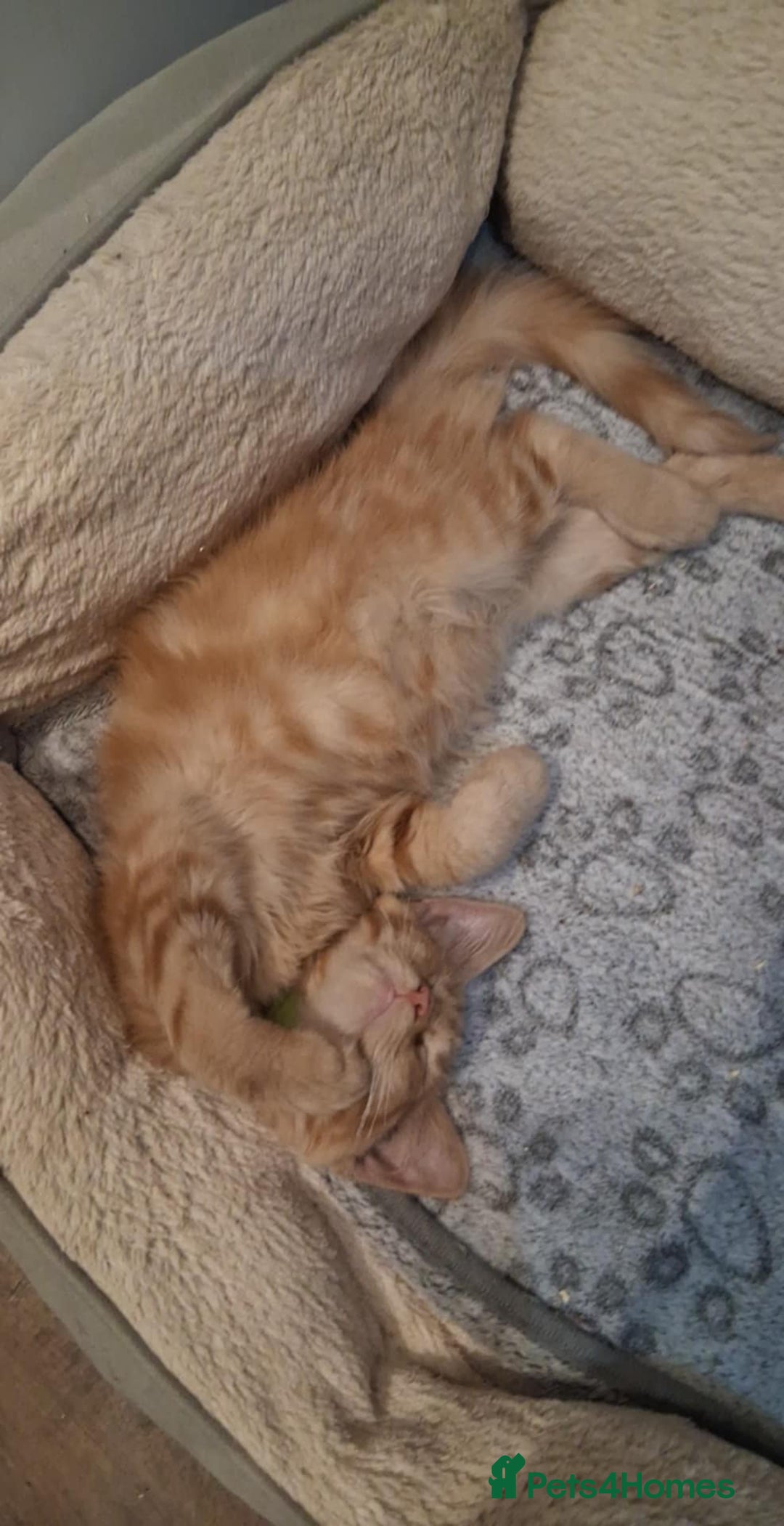 Maine Coon cats for sale: Maine Coon pedigre XL - Image 30