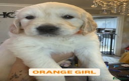 Golden Retriever dogs for sale: 7 gorgeous Golden Retriever puppies for sale - Image 4