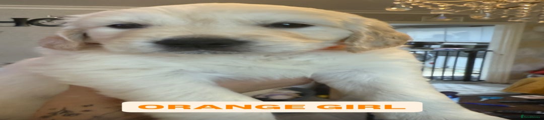 Orange Girl