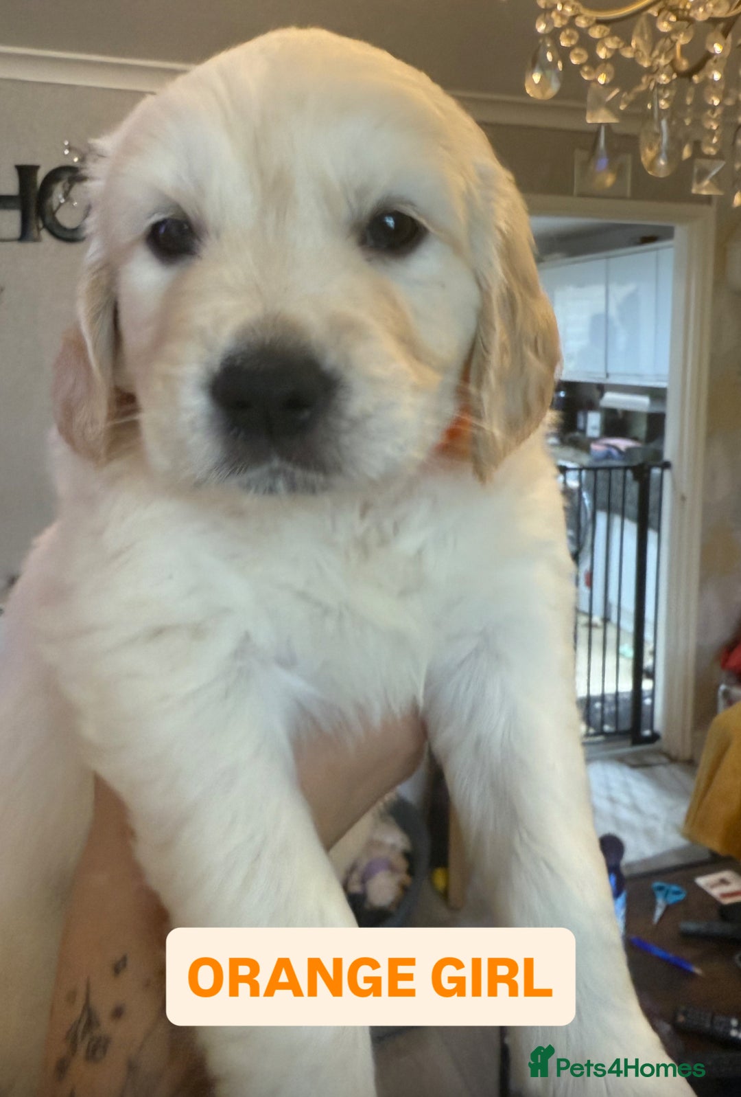 Golden Retriever dogs for sale: 7 gorgeous Golden Retriever puppies for sale - Image 4