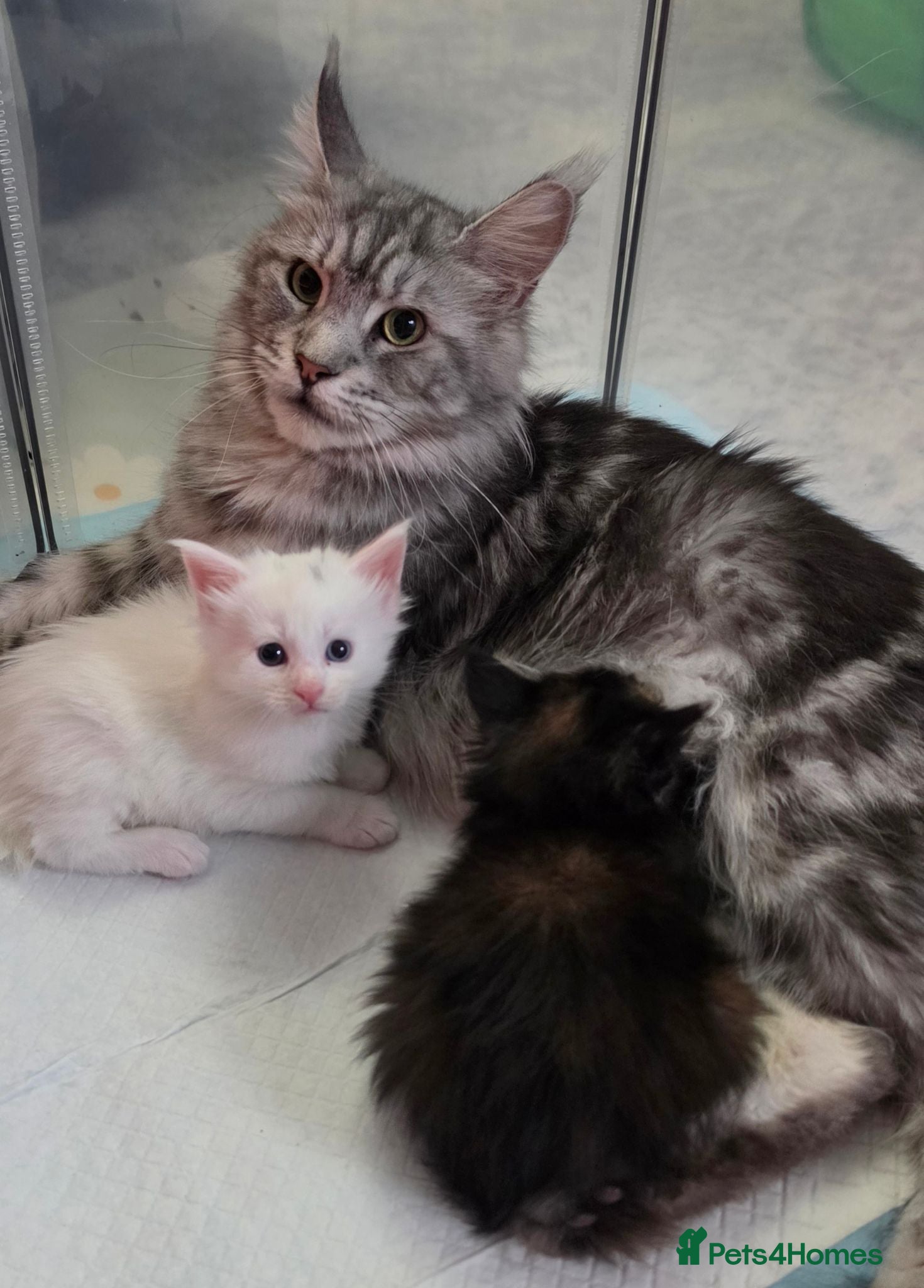 Maine Coon cats Purebred Maine coon kittens - Advert 7