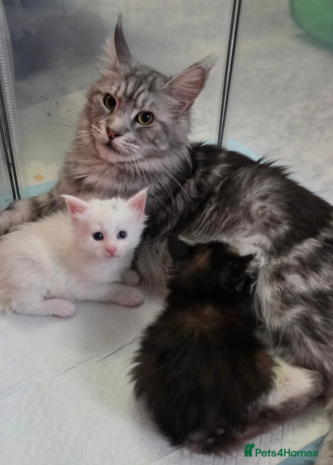 Maine Coon cats for sale: Purebred Maine coon kittens - Advert 1