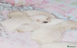 Miniature Poodle dogs for sale: Miniature poodle  - Image 13