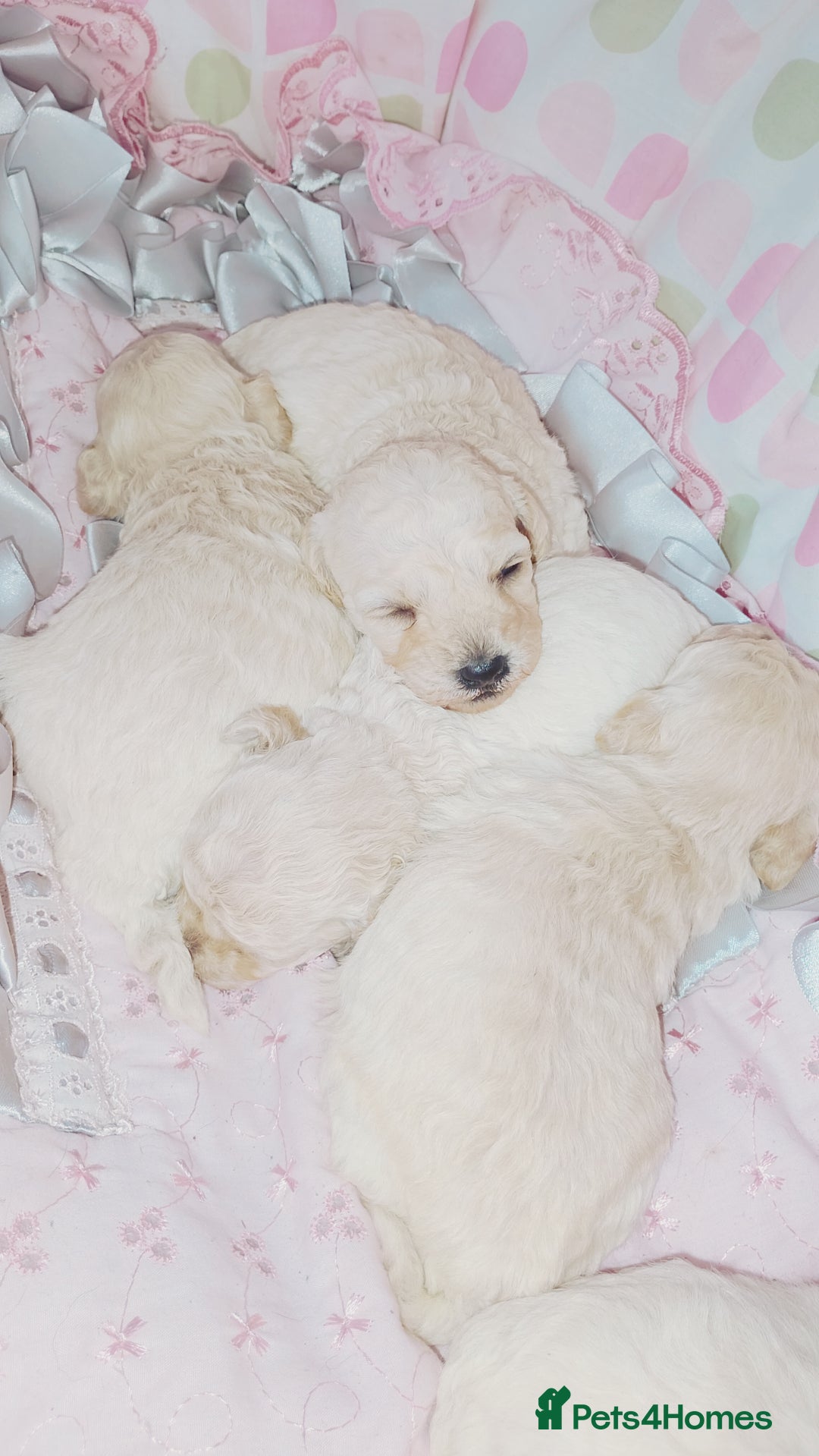 Miniature Poodle dogs for sale: Miniature poodle  - Image 13