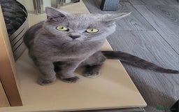 British Shorthair cats for sale: British Shorthair Cats for sale - Image 9