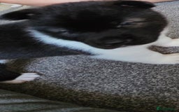 Akita dogs for sale: 🐾 American Akita Puppies for Forever Homes 🐾 - Image 17