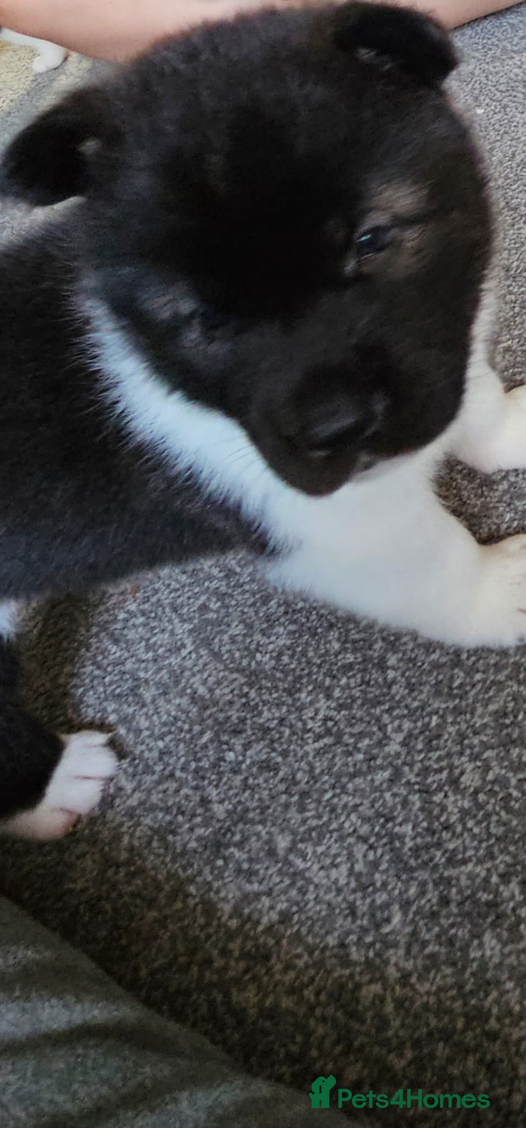 Akita dogs for sale: 🐾 American Akita Puppies for Forever Homes 🐾 - Image 17