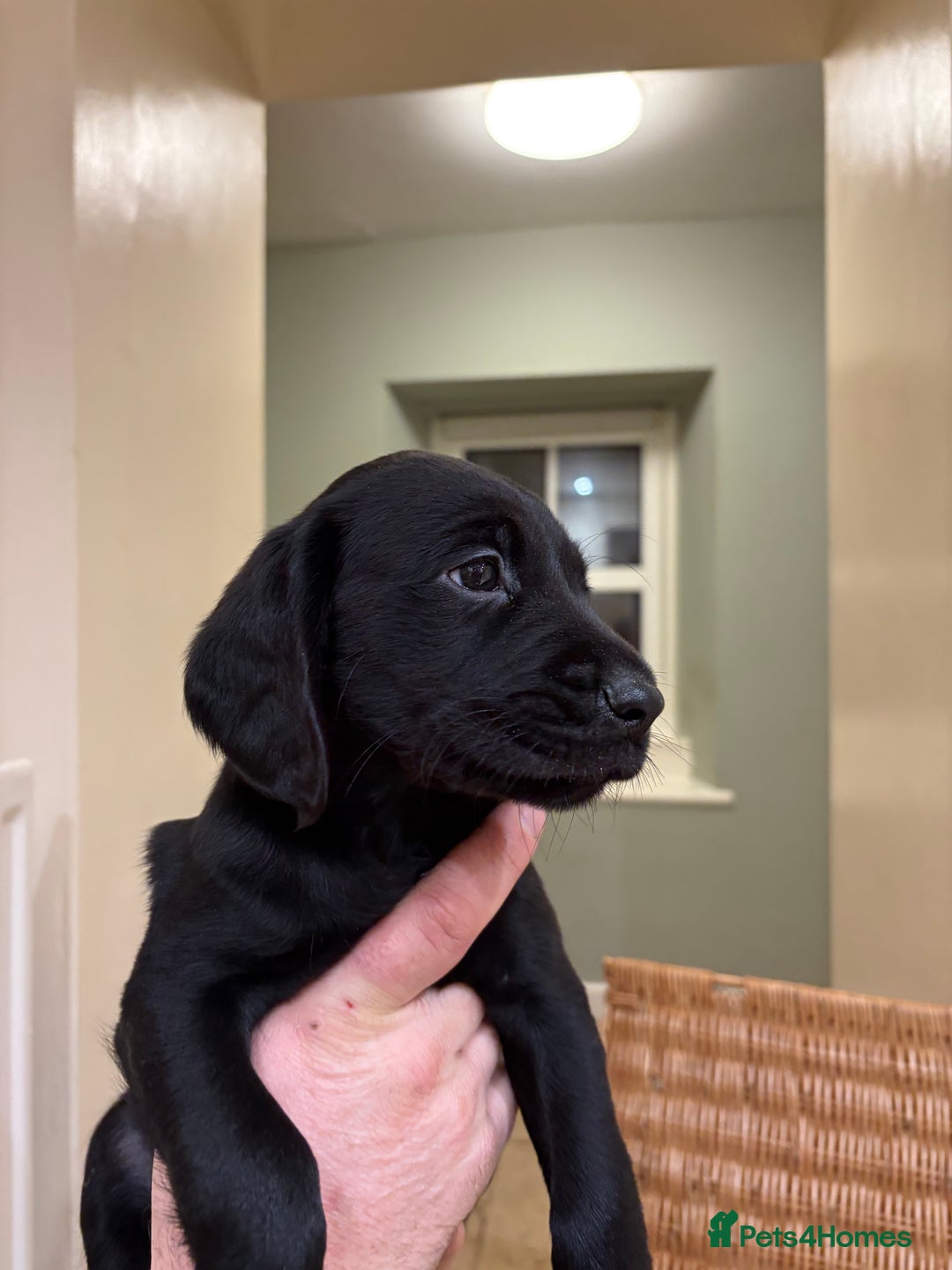 Cockerdor dogs for sale: One gorgeous sprockerdor girl from working parents - Advert 8