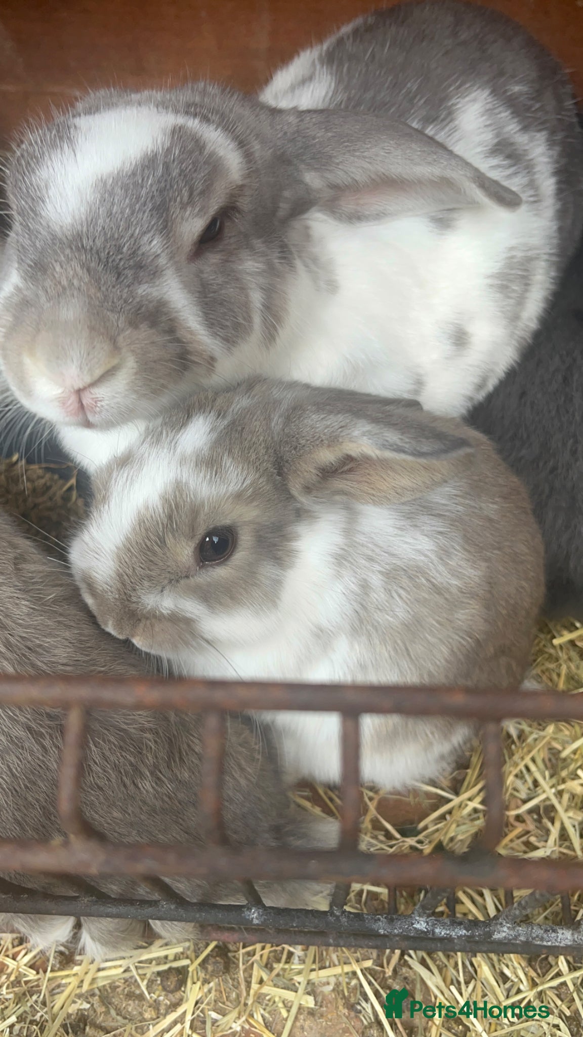 Mini Lop rabbits Baby mini lop and adult mini lop  - Advert 11