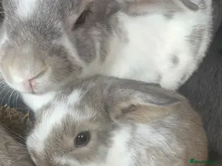 Mini Lop rabbits Baby mini lop and adult mini lop - Advert 1