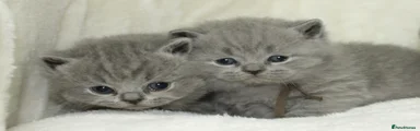 British Shorthair Kitten 3
