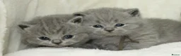 British Shorthair cats for sale: Gccf British Blue kittens  - Advert 6