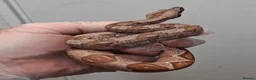 Boa Snake reptiles for sale: Baby Boa constrictors  - Advert 4