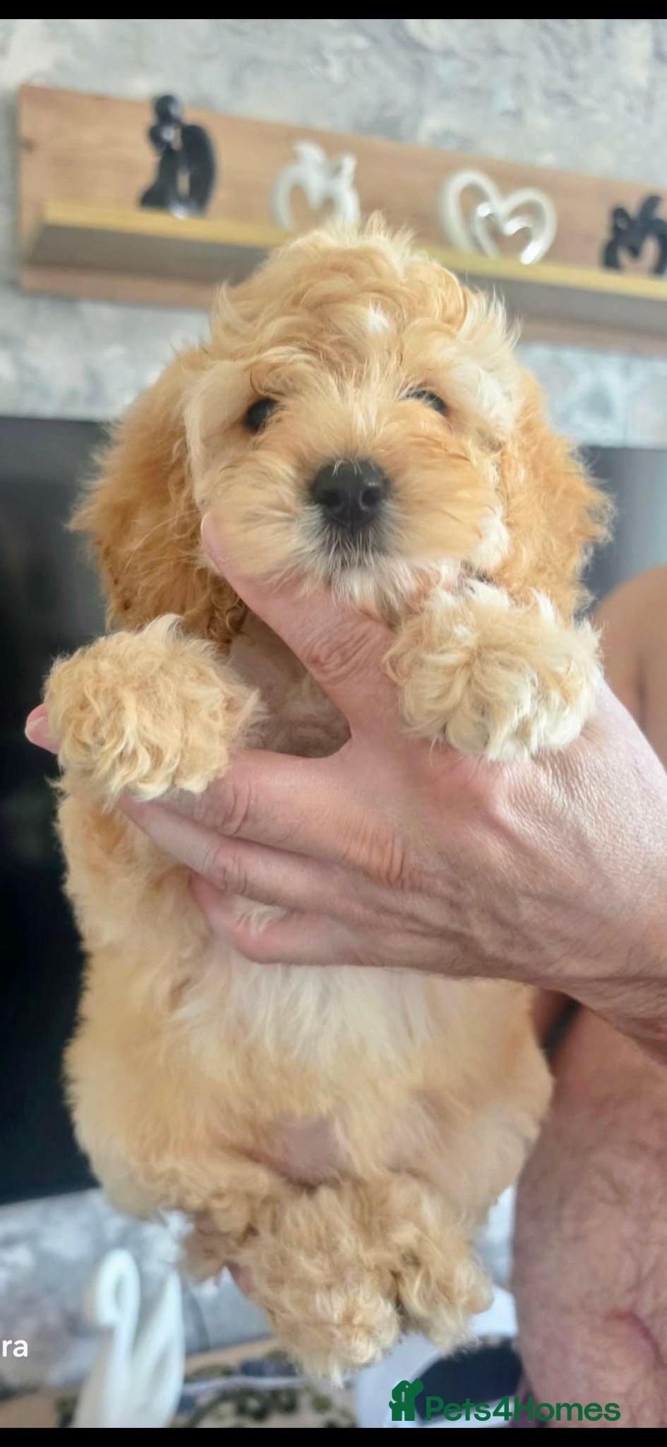 Cockapoo dogs  Beautiful princess - Advert 2