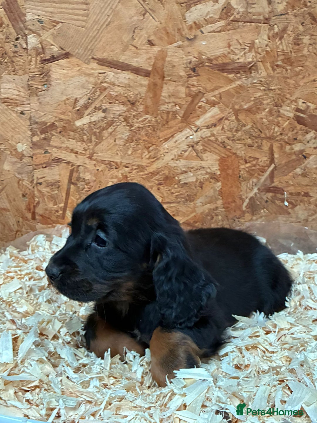 Cocker Spaniel dogs for sale: Working cocker spaniels  - Advert 14