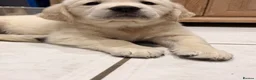 Golden Retriever dogs for sale: Outstanding KC Cream Golden Retriever Puppies - Advert 5