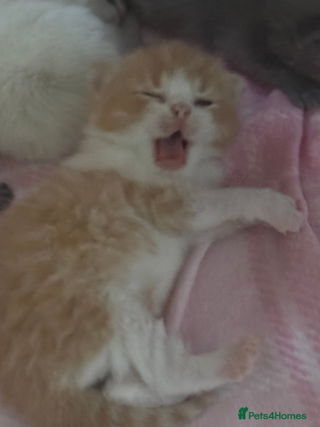 British Shorthair cats for sale: TICA registered colourful littler of BSH kittens  - Image 9