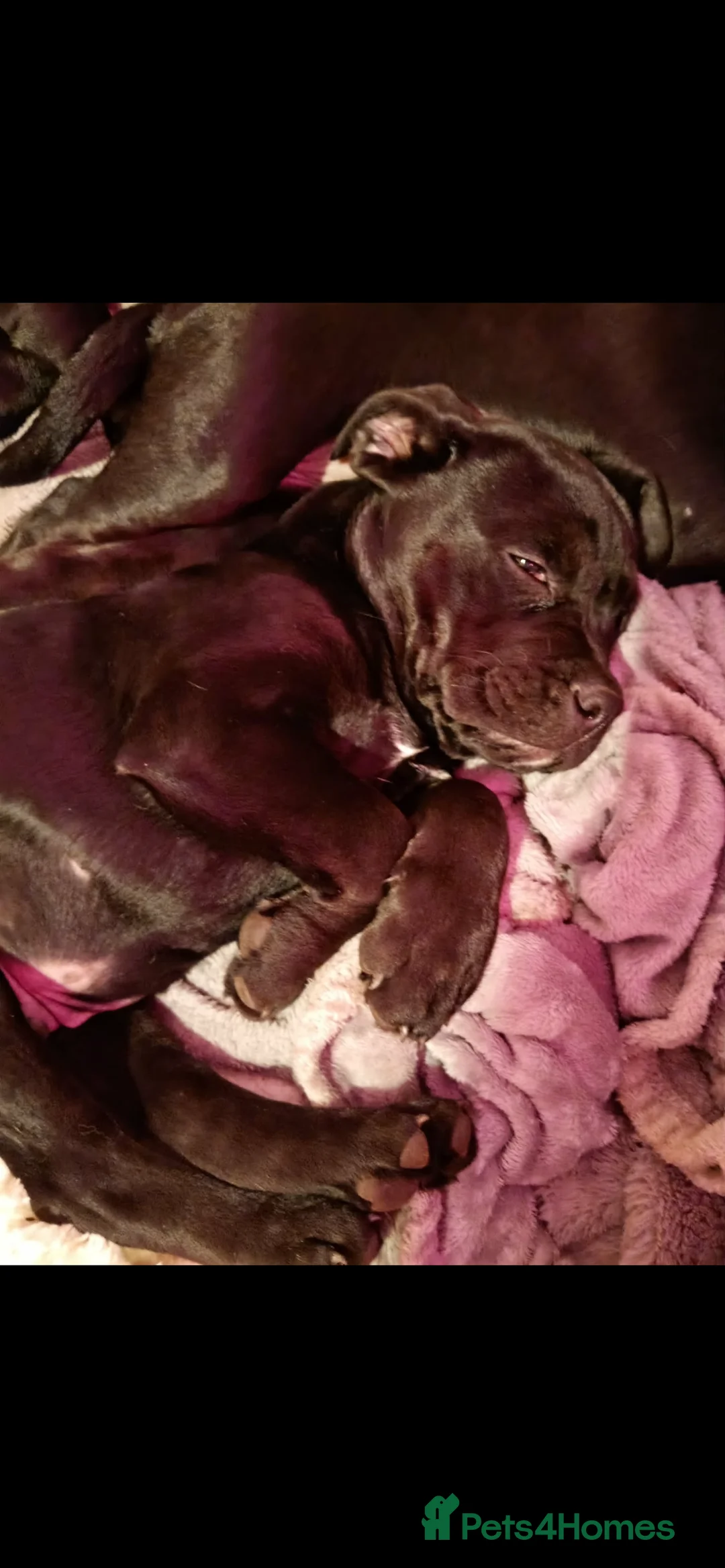 Mixed Breed dogs for sale: One Male Bullador Available  - Advert 2