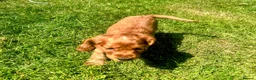 Cocker Spaniel dogs for sale: Terrific Cocker spaniels  - Advert 25