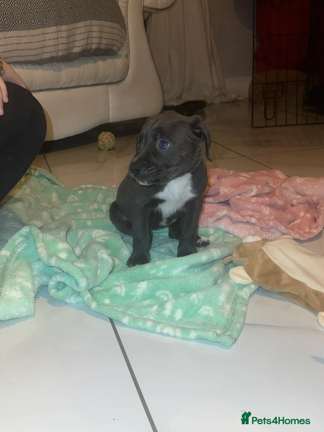 Cane Corso dogs for sale: Outstanding cane corso pups 🐶  - Advert 39