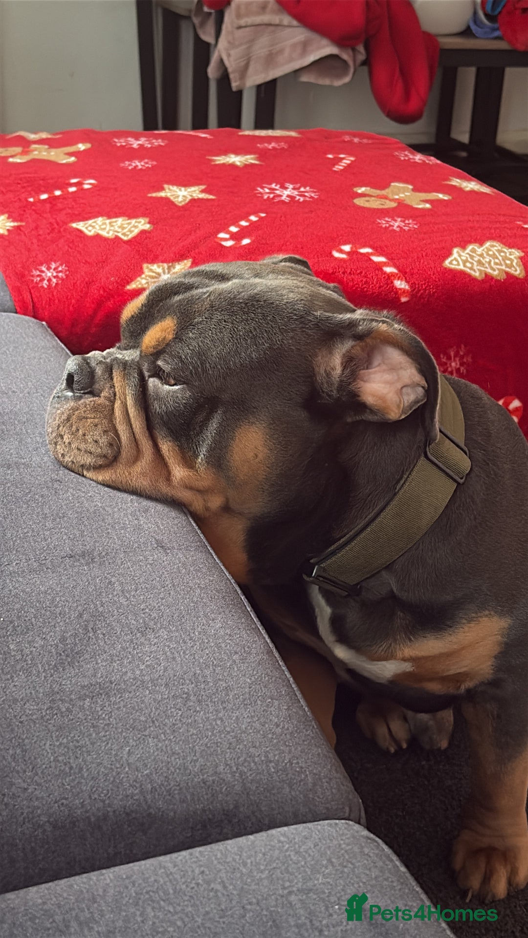 Olde English Bulldogge dogs for stud: Olde English bulldog for studding  - Advert 7