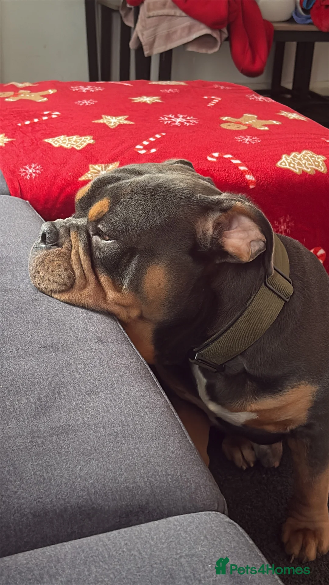 Olde English Bulldogge dogs for stud: Olde English bulldog for studding  - Advert 7