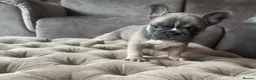 French Bulldog dogs for sale: L4 FLUFFY FRENCH BULLDOG PUPPIES — 2 AVAILABLE  - Advert 3