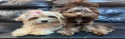 Yorkshire Terrier dogs for sale: Beautiful chocolate and tan boy  - Advert 3