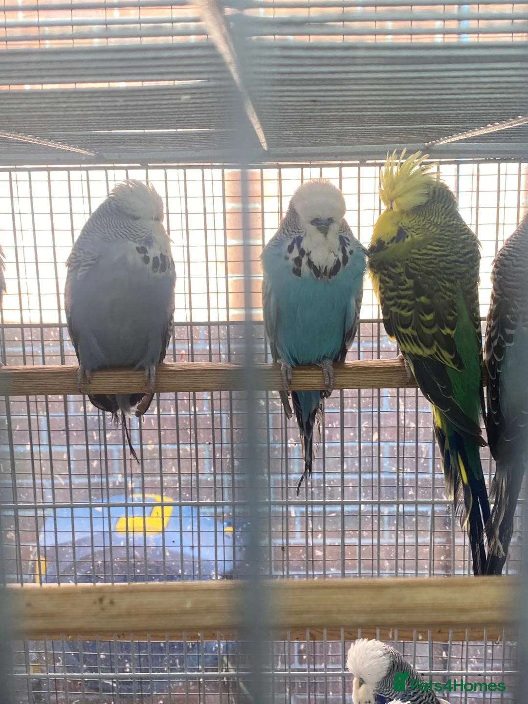 Budgerigars birds for sale: Baby Budgies - Advert 2