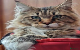 Maine Coon cats for sale: XL pure Maine coon kittens 💖 in Wellingborough - Image 6