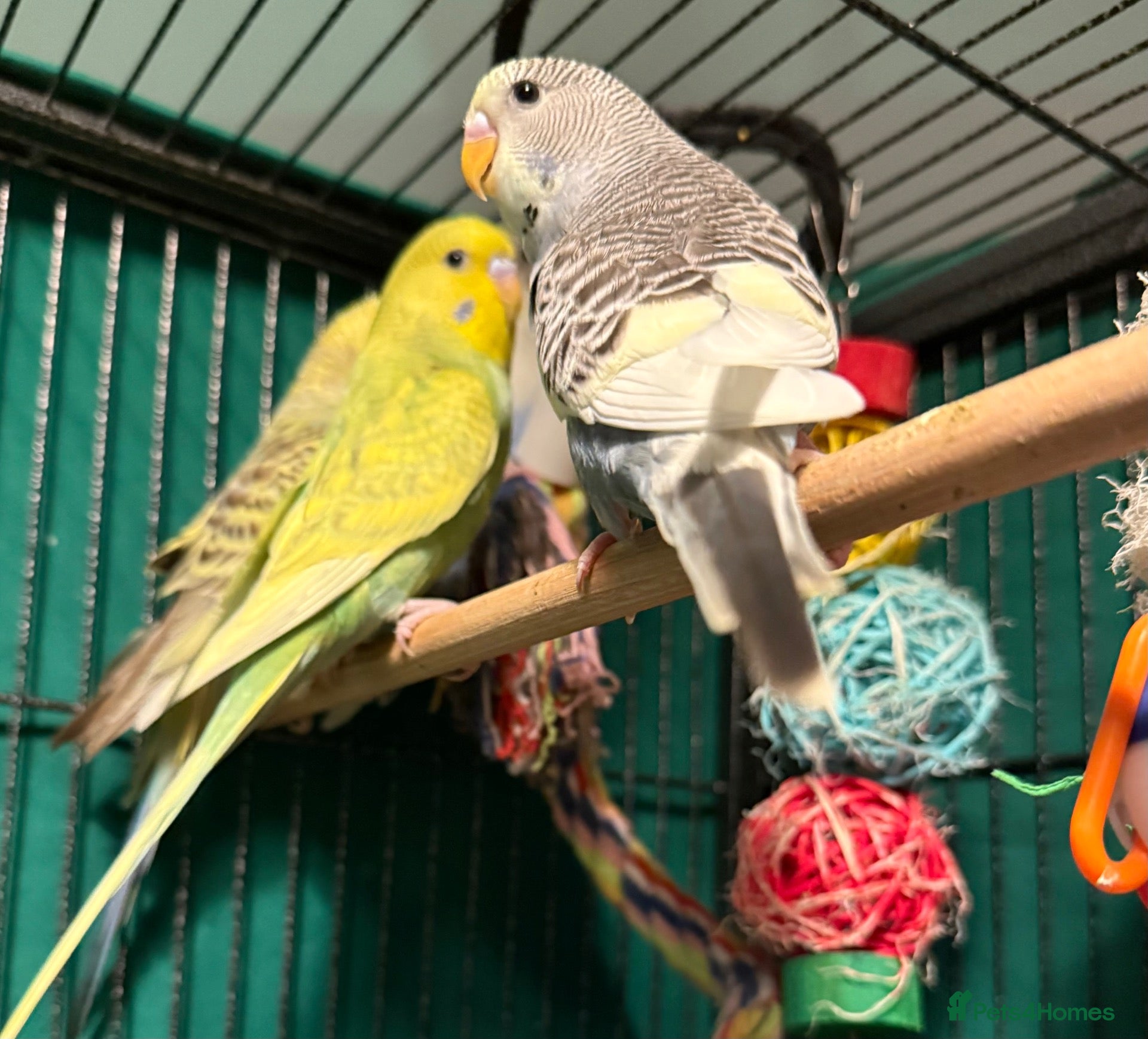 Budgerigars birds for sale: Budgies available 12 Weeks Old  PLS READ AD  - Advert 1