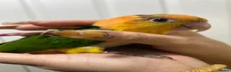 Parrots birds for sale: Hand Reared Baby Yellow Thighed Caiques  - Advert 2