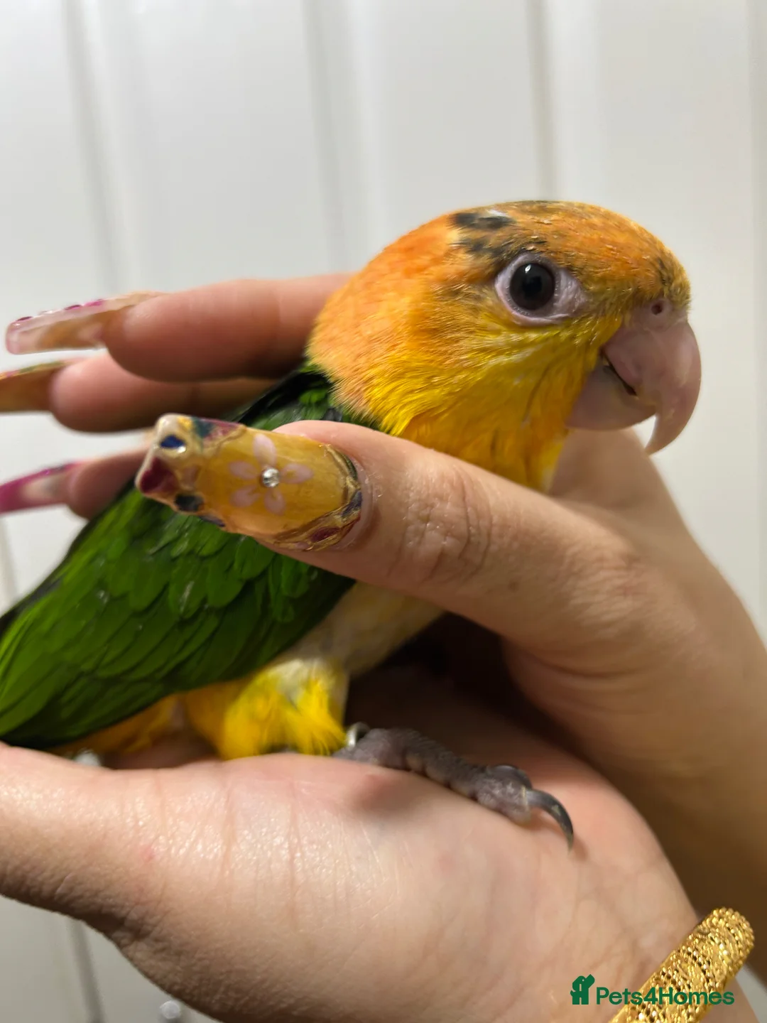 Parrots birds for sale: Hand Reared Baby Yellow Thighed Caiques  - Advert 2