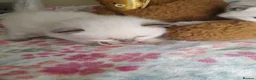 Ragdoll cats for sale: 💖 Two Gorgeous Ragdoll girls for sale 💖 - Advert 15