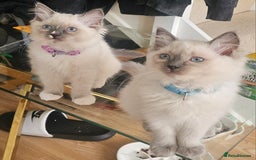 Ragdoll cats for sale: Ragdoll Kittens  - Image 8