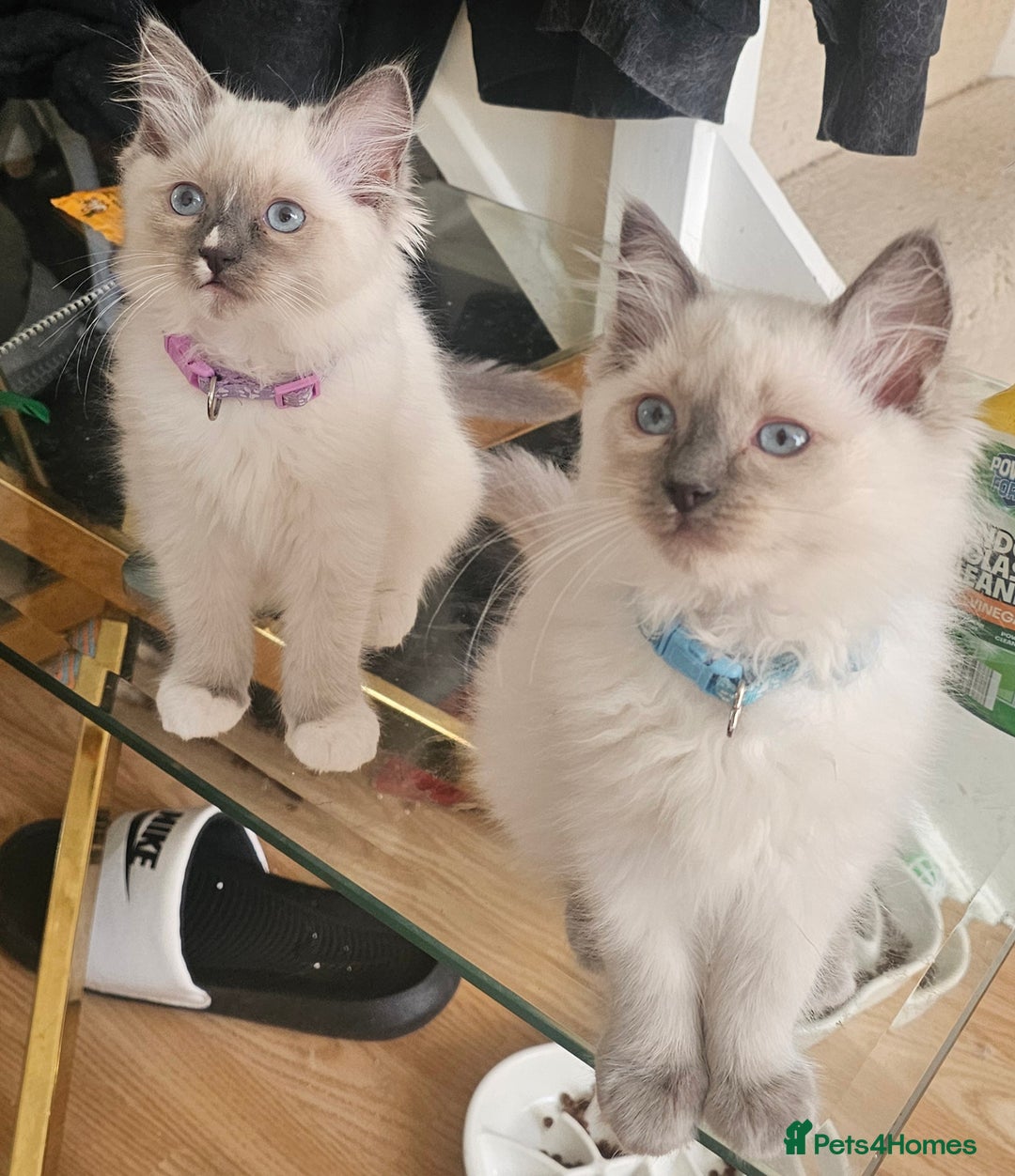 Ragdoll cats for sale: Ragdoll Kittens  - Image 8