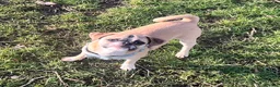Mixed Breed dogs for sale: Pug cross (pixie,Dusty,Roxie) - Advert 9