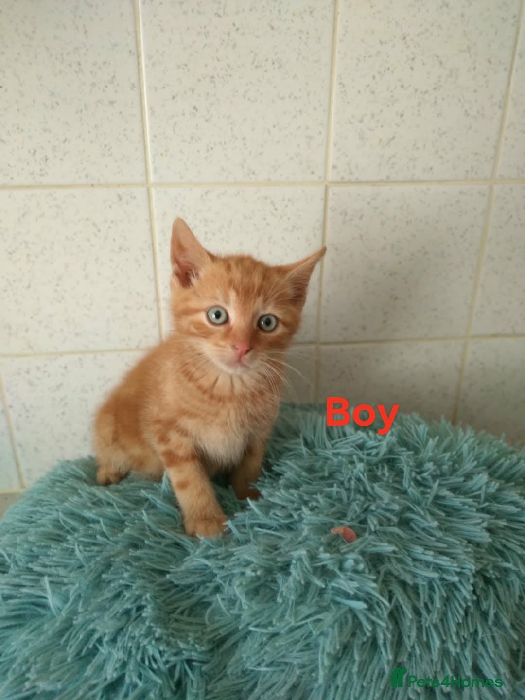 Mixed Breed cats for sale: Beautiful kittens for sale  in King's Lynn - Advert 7