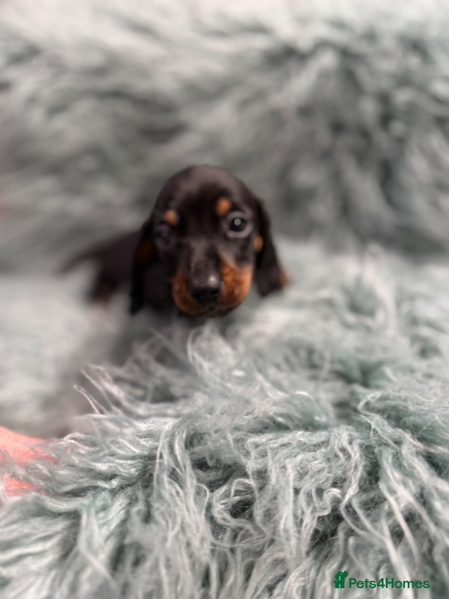 Miniature Dachshund dogs Miniature dachshund puppies - Advert 1