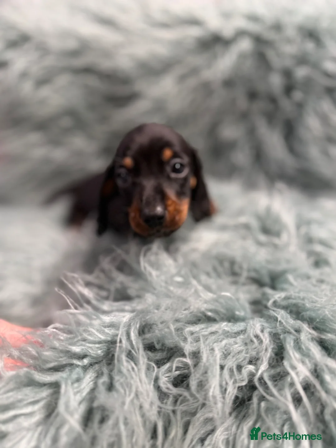 Miniature Dachshund dogs for sale: Miniature dachshund puppies - Advert 1