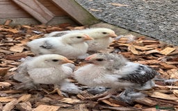 Chickens poultry for sale: Pekins  - Image 1