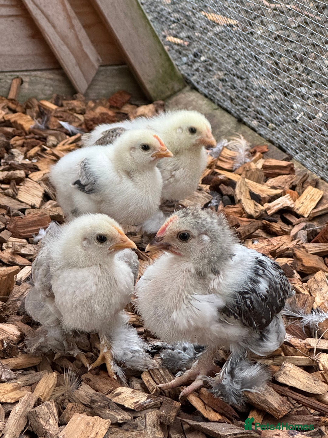 Chickens poultry for sale: Pekins  - Image 1
