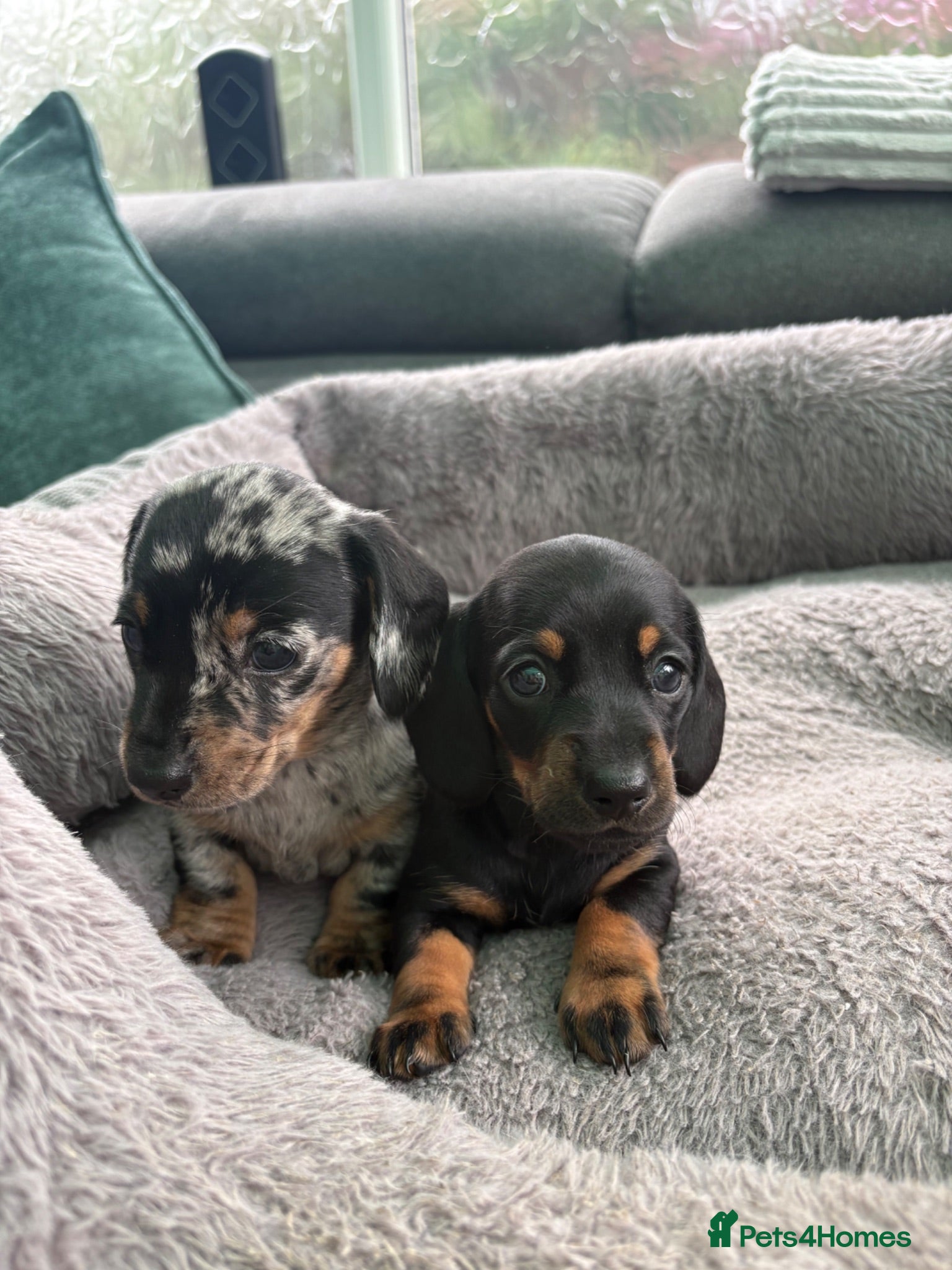 Miniature Dachshund dogs Miniature dachshund puppies -2 stunning girls left - Advert 2
