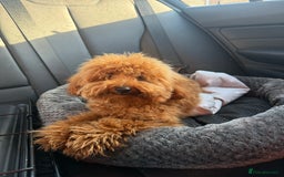 Toy Poodle dogs for sale: Miniature Toy Poodle – Meet Sprout! - Image 4