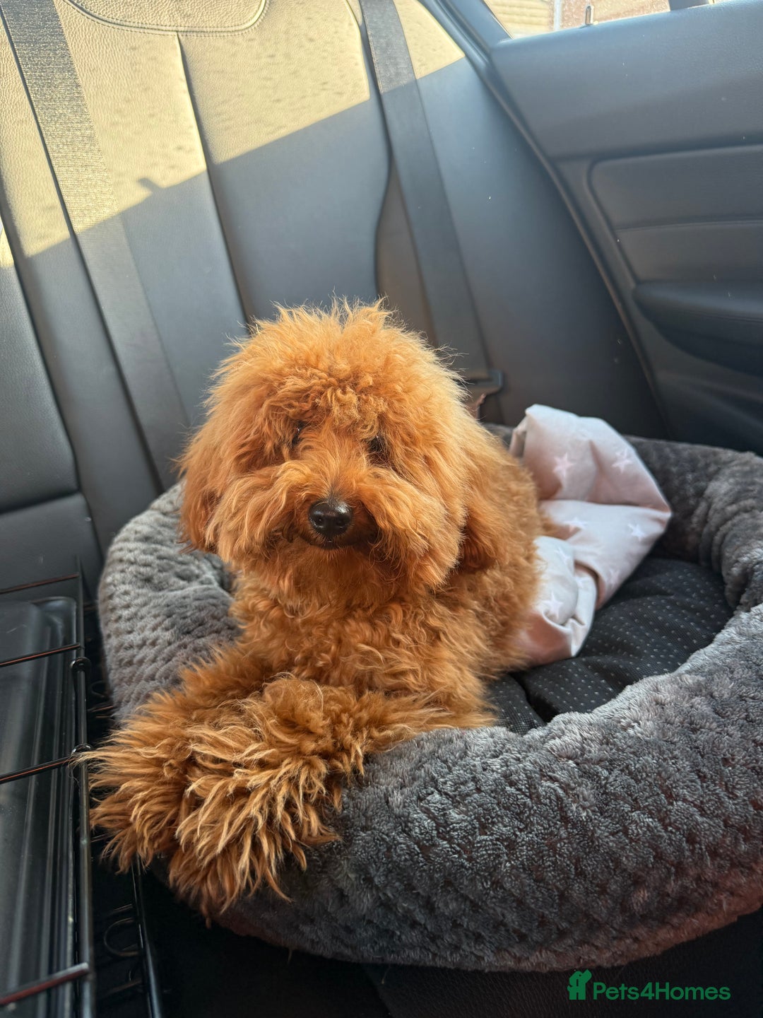 Toy Poodle dogs for sale: Miniature Toy Poodle – Meet Sprout! - Image 4