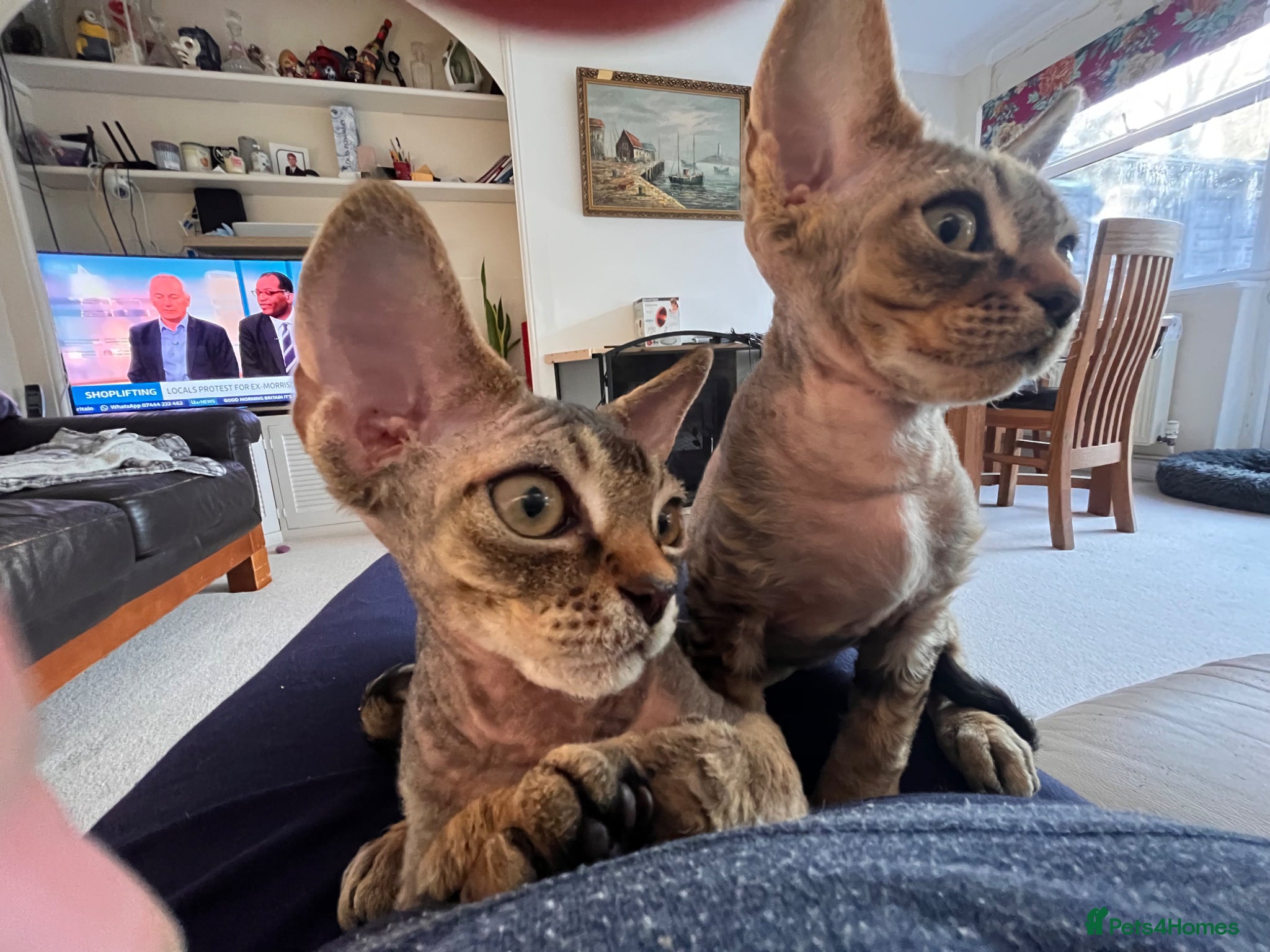 Devon Rex cats Two Devon Rex boys - Advert 10
