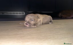 American Bully dogs for sale: 10 beautiful American Bullies🤍 - Advert 10